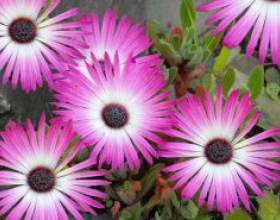 ��������������. (Mesembryanthemum) фото