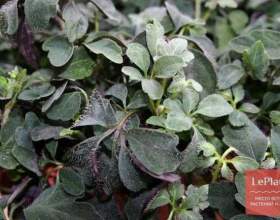 ̳����� ���������� (������ ��������) фото