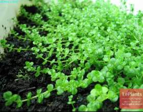 ̳��������� ������� фото