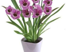 ��������� фото