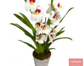 ̳���������� фото