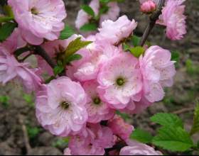������� ������������: ������� � ������ фото
