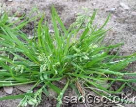 �������� ��������� (poa annua) фото