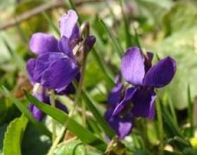 ���������� ������: �������, ��������, ��� фото