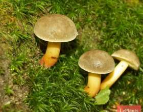 ������� ������� фото