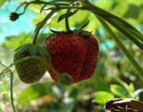 ̳� ����� �������� � ���� ������ ������ фото