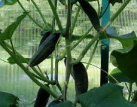̳� ����� ����������� ����� � ������� фото