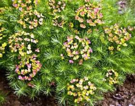 ������� � ������������ ������� фото
