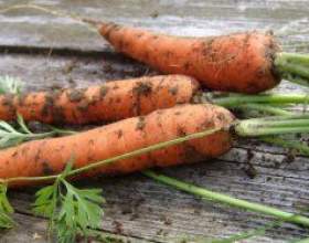�������� ����. ������ �������� � �������� ����� фото