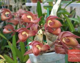 �������� фото