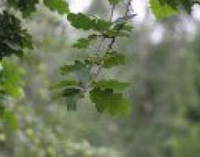���������� ���� �� �������� �������� фото