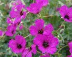 ����������� ������� ������ фото