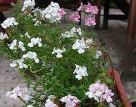 ������ ������ (������ ���������) фото