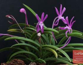 ��������� ����������� (��������� ��������) фото