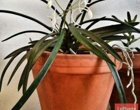 ��������� фото