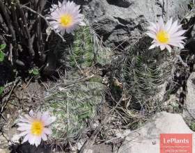 ��������� ������������ фото