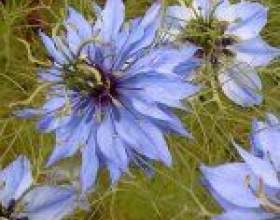 ͳ����� фото