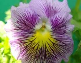 ���� ����� фото