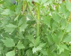 �� ������� �������� � �����? фото