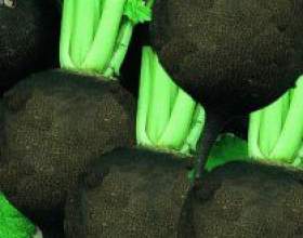 ��� ��������� ���������� ������ фото