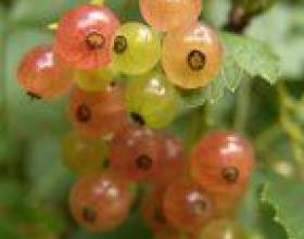 ��� ������� ����� � ��������� фото