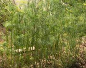 ��� ��������� �������� ������� �� ������ фото