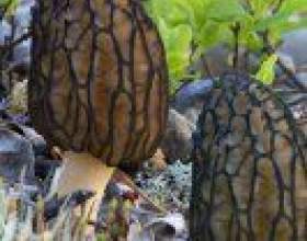 ��� �������� � ������ фото