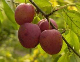 ������ ���������� - ����� � ����� фото