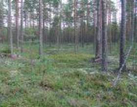 ���� ��� ��� (������ ������� �������) фото