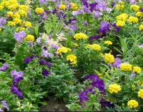 ���������� - ������ ��� �������� фото