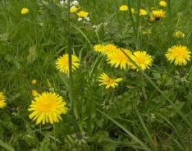 ��������. ������ � ������� �������� фото