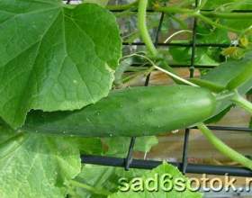 �����: 5 ������� ������ фото