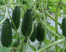 ����� � ������� � � ��������� ����� фото