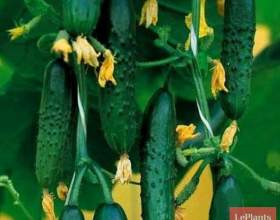 ����� `��������� ��������� " фото