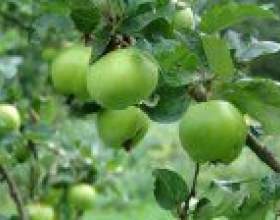 ����������� �������� ����� фото