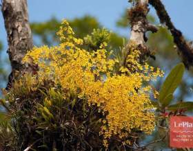 ������� фото