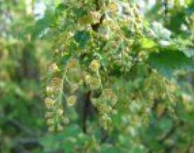 ��������� ���`���� � ������ фото