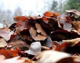 ����� ����� ��� ������� ������� �� ������� ����� фото