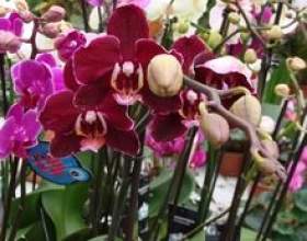 ���� ������� ���� �����? фото