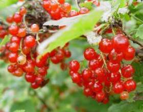 ���� - �������� ���� ��� ������� ��������� фото