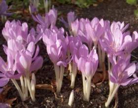 ����� �������� �������������� фото