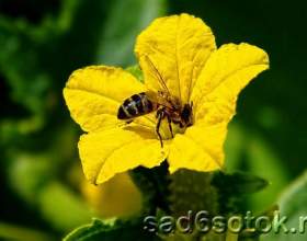 ���������� ��������� ������ � ����� фото