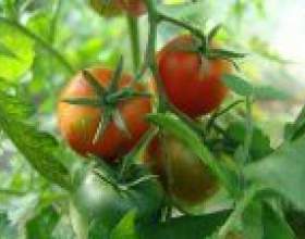 ���������� ����� � �������� �������� ������� фото