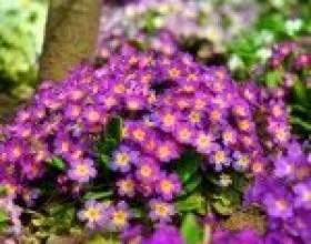 ���������� ����������� ���������� ������ ������� фото