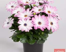 ������������ ��������������� фото