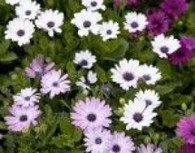 ������������: ����������� � ������ � ��������� ������ фото