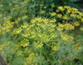 ����� - ����: �����, ���, ������ � ������ фото