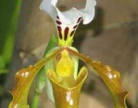 �����������, ���� �������� ���� фото