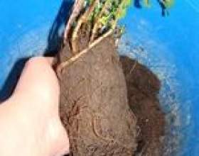 ������ ������� ��� ������`� ������ фото