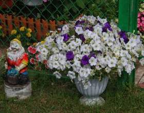 ��������� фото